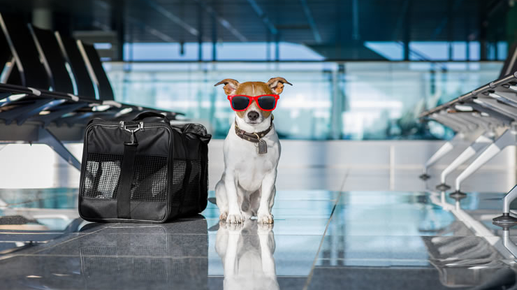Como viajar de avião com seu Pet