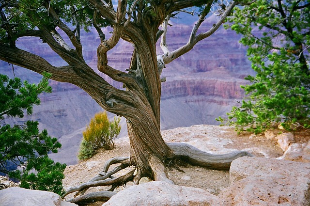 Como Escolher o Melhor Seguro Viagem Arizona?