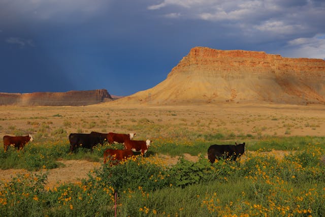 seguro viagem Oklahoma